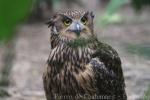 Tawny fish-owl