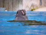 Californian sea-lion