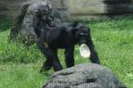 Common chimpanzee