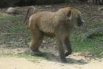 Olive baboon