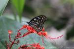 Broad blue tiger