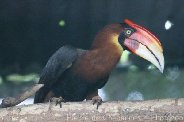 Southern rufous hornbill