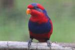 Red-and-blue lory