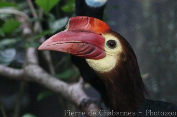 Rufous-headed hornbill