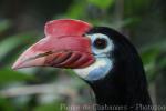 Rufous-headed hornbill