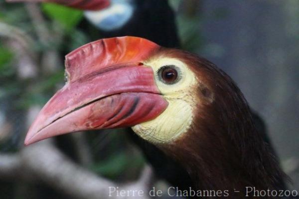 Rufous-headed hornbill