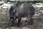 Visayan warty pig