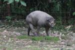 Sulawesi babirusa