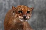 Bornean bay cat