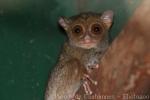 Western tarsier