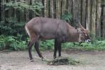 Defassa waterbuck