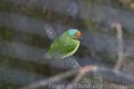 Flame-fronted barbet