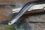 Indonesian spitting cobra