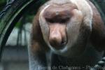 Proboscis monkey