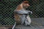 Proboscis monkey