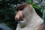 Proboscis monkey