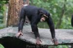 Common chimpanzee