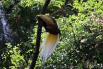 Lesser bird-of-paradise