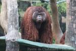 Bornean orang-utan