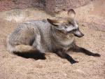 Bat-eared fox