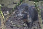 Javan warty pig