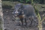 Javan warty pig