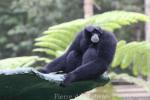 Siamang