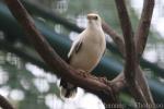 Black-winged myna