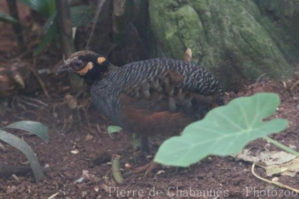 Chestnut-bellied partridge