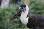 Woolly-necked stork