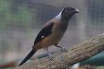 Sumatran treepie