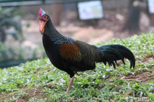 Green junglefowl