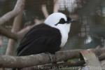 Sumatran laughing-thrush