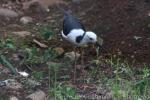 Pied stilt