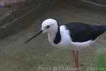 Pied stilt