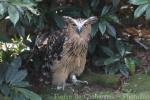 Buffy fish-owl