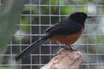 White-rumped shama