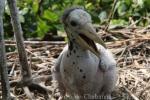 Lesser adjutant