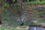 Green peafowl