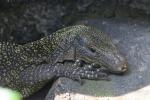 Crocodile monitor