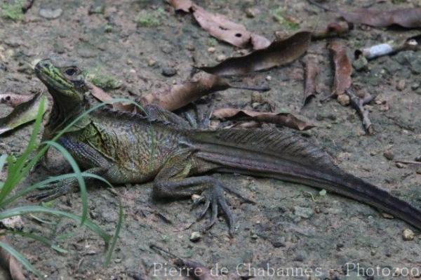 Philippine sailfin lizard