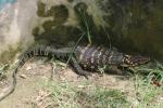 Samar water monitor