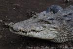 Saltwater crocodile