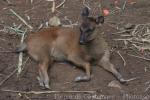 Philippine brown deer