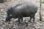 Visayan warty pig