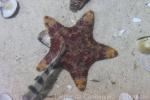 Cake sea star