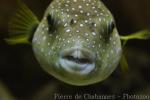 White-spotted puffer