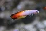 Fire goby