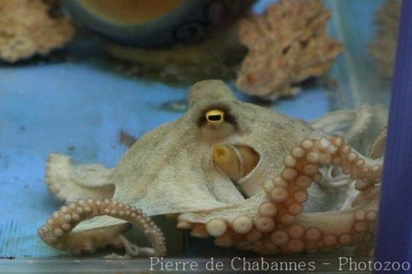Big blue octopus