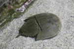 Chinese horseshoe crab